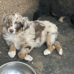 Red Merle 2 - Red merle male Australian Shepherd puppy in Bailey, Colorado from Silverheels Australian shepherds