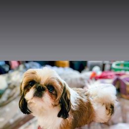 Melvin - Shih Tzu