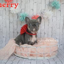 Cherry - Tricolors female French Bulldog puppy in Loxahatchee, Florida from Blue Wonder Frenchies