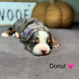 Donut - Blue merle female Bernedoodle puppy in El Campo, Texas from Little Fur Friends Bernedoodles