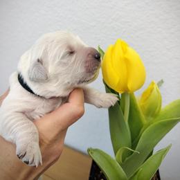Boy 2 - male Golden Retriever puppy in Clovis, California from Puppy Love, Hall's Goldens