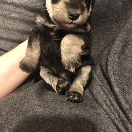 Miniature Schnauzer Puppies from Apples schnauzers
