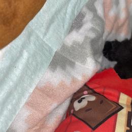 Pomeranian and Yorkshire Terrier Puppies from Melrey's paws