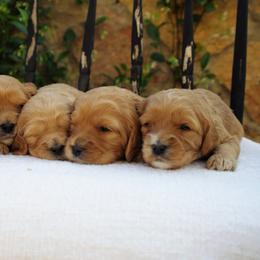 Cavalier King Charles Spaniel and Cavapoo Puppies from Catella Cavaliers and Cavapoos