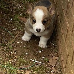 Pembroke Welsh Corgi Puppies from Southern Raised Corgis