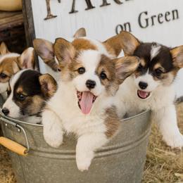 Pembroke Welsh Corgis from Farmhouse Corgis