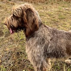 Golden Retrievers, Labrador Retrievers, and Spinoni Italiani from Belle Shain Kennels