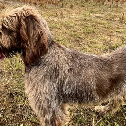 Golden Retrievers, Labrador Retrievers, and Spinoni Italiani from Belle Shain Kennels