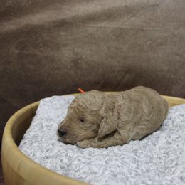 “Boy” Theon “ orange collar - Poodle puppy in Hazard, Kentucky from Suited N Booted Standards