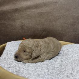 “Boy” Theon “ orange collar - Poodle puppy in Hazard, Kentucky from Suited N Booted Standards