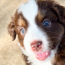 Emma - Red Miniature Australian Shepherd puppy in San Antonio, Texas from Firefly River Mini Aussies