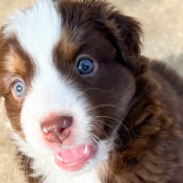 Emma - Red Miniature Australian Shepherd puppy in San Antonio, Texas from Firefly River Mini Aussies