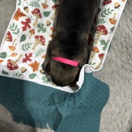 German Shepherd puppies from Von Holbrook Kennels
