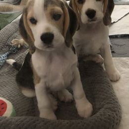 Beagle puppies from Richmark Beagles