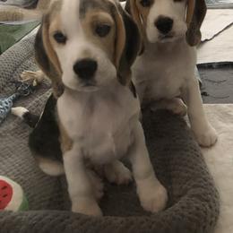 Beagle puppies from Richmark Beagles