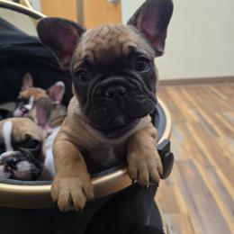 Boy 2 - Fawn male French Bulldog puppy in North Platte, Nebraska from Honey Hole Frenchies