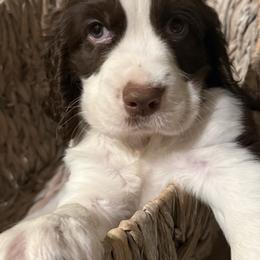 David Bowie - Liver and white male English Springer Spaniel puppy in Memphis, Tennessee from Lynn Bee Avenue