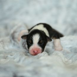 Australian Shepherd Puppies from Mezzo Australian Shepherds
