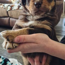 Ember-Red tri - Red tri-color female Australian Shepherd puppy in Sioux Falls, Sd Area, South Dakota from Diamond Aussies N the Rough
