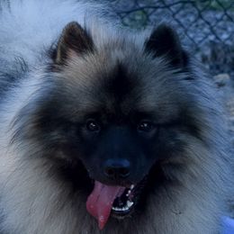 Kavic - Keeshond