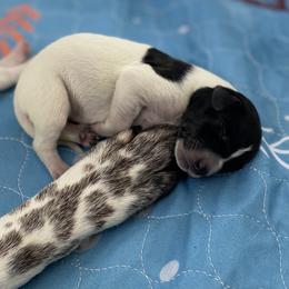 Sparrow - Black and white female German Shorthaired Pointer puppy in Hot Springs, Virginia from Thunder Mountain Gun Dogs
