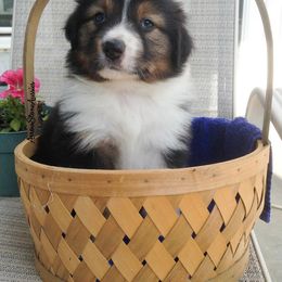 Australian Shepherd Puppies from Arrow Stone Aussies