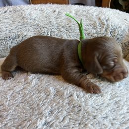 Hershey - Chocolate and tan male Dachshund puppy in Mocksville, North Carolina from The Dachs of Hazzard Dachshunds