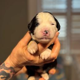 CUPCAKE - Black and white female Sheepadoodle puppy in Riverside, California from Downtown Doodles & Frenchies