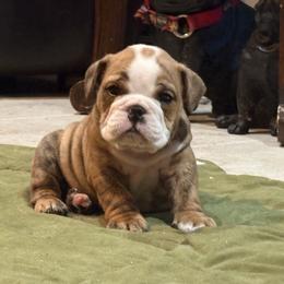 Skye - Red brindle and white female Bulldog puppy in Harrisburg, Pennsylvania from KnockDown Bulldogs