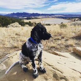 Large Münsterländer Puppies from CheddArris Kennel
