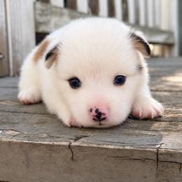 Avalanche (green) fluffy - Fawn and white male American Corgi puppy in East Oakdale, California from Rhettro Kennels