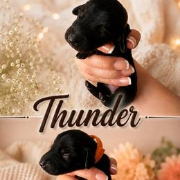 Dachshund puppies from NM Doxie Dugout