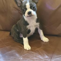 Tyler - Brindle and white male Boston Terrier puppy in Tenmile, Oregon from High Plains French Bulldogs,Boston Terriers and Frenchtons.