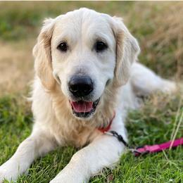 Dorris Sofiya (DD) - Golden Retriever