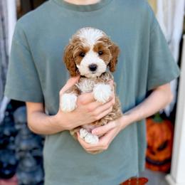Hemlock - Red  male Goldendoodle puppy in Springville, Utah from Happy Doodle