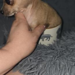 Mr Foxy - Merle male Chihuahua puppy in Las Vegas, Nevada from Quality Poms Chihuahua Yorkies of Las vegas