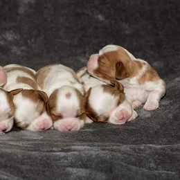 Cavalier King Charles Spaniels and Japanese Chins from KonopkaKennelsLLC