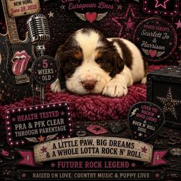 Nikki Sixx - Liver white and tan female English Springer Spaniel puppy in Cookeville, Tennessee from Krossroads Kennel