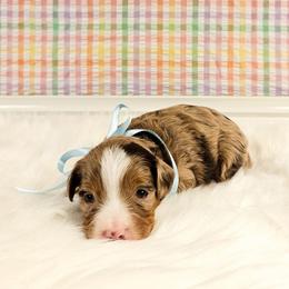 Bluebell - Chocolate merle female Bernedoodle puppy in Russell Springs, Kentucky from 270 Doodles