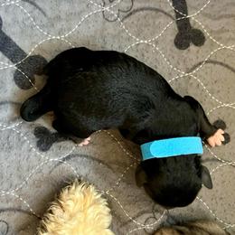 Rusty - Black and white male Aussiedoodle puppy in Midlothian, Texas from Gray Doodles
