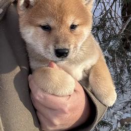 Kimmi - Red female Shiba Inu puppy in Winthrop, Minnesota from Kayobi Shibas