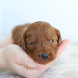 Pink - Caramel red female Australian Labradoodle puppy in Williamstown, New York from Lewis Manor Labradoodles