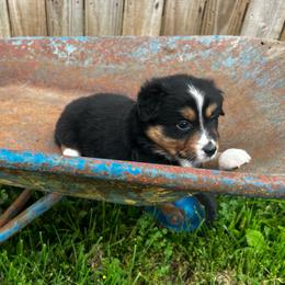 George - Black tri male Miniature Australian Shepherd puppy in Bethany, Illinois from Rachel at Marrowbone Creek Aussies