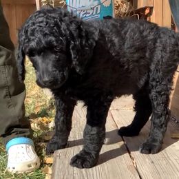Poodle Puppies from Casey's AKC Standard Poodles