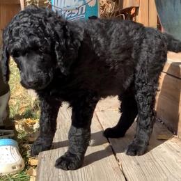 Poodle Puppies from Casey's AKC Standard Poodles