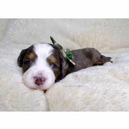 Saint - Merle male Bernedoodle puppy in Bowling Green, Ohio from Windy Creek Doodles