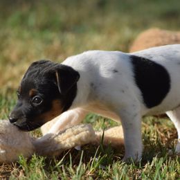 Mabel - Tri-color female Jack Russell Terrier puppy in Menifee, California from Wendover Terriers