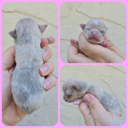 Merle - Merle female Chihuahua puppy in Vineland, New Jersey from Royal Companion's