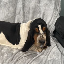 Oakley - Basset Hound