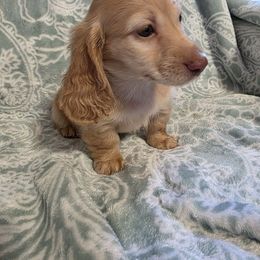 Light cream - Cream male Dachshund puppy in De Beque, Colorado from ITSAR Ranch